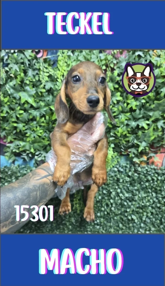 Cachorro teckel en venta – LibraCachorros, criadero nacional