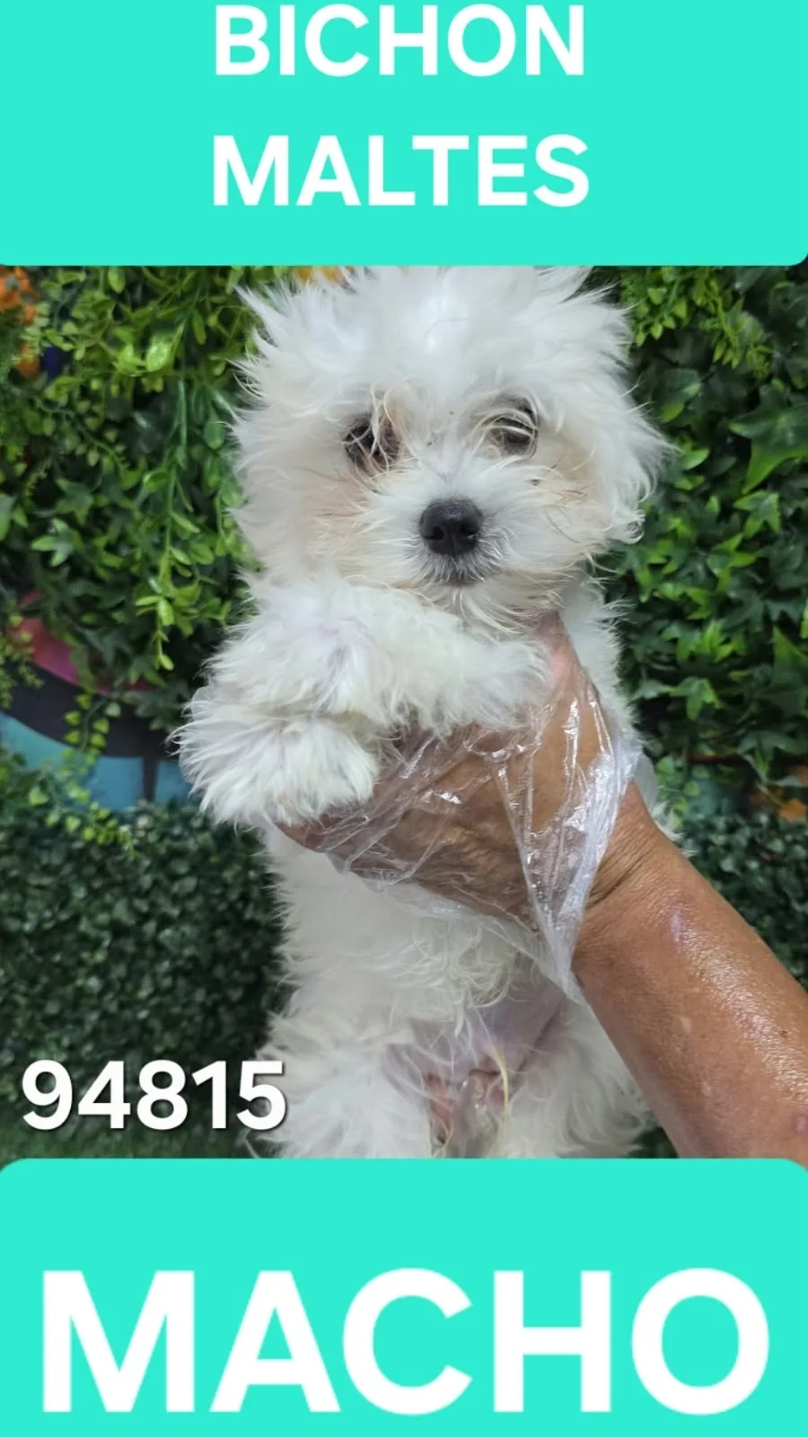 Cachorro Bichon Maltes en venta – LibraCachorros, criadero nacional