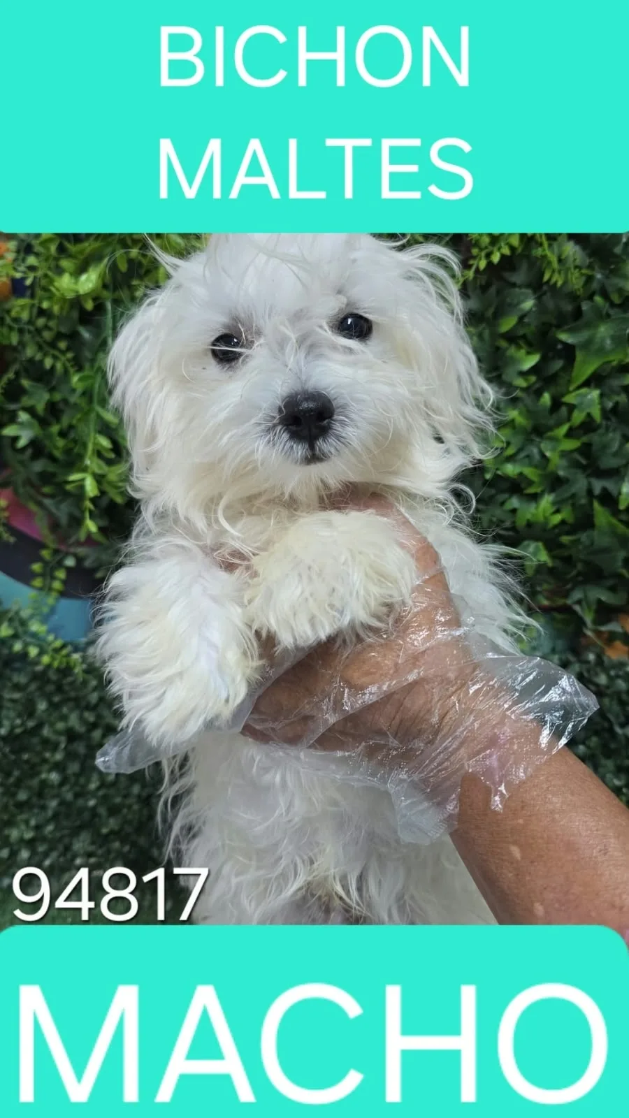 Cachorro Bichon Maltes en venta – LibraCachorros, criadero nacional