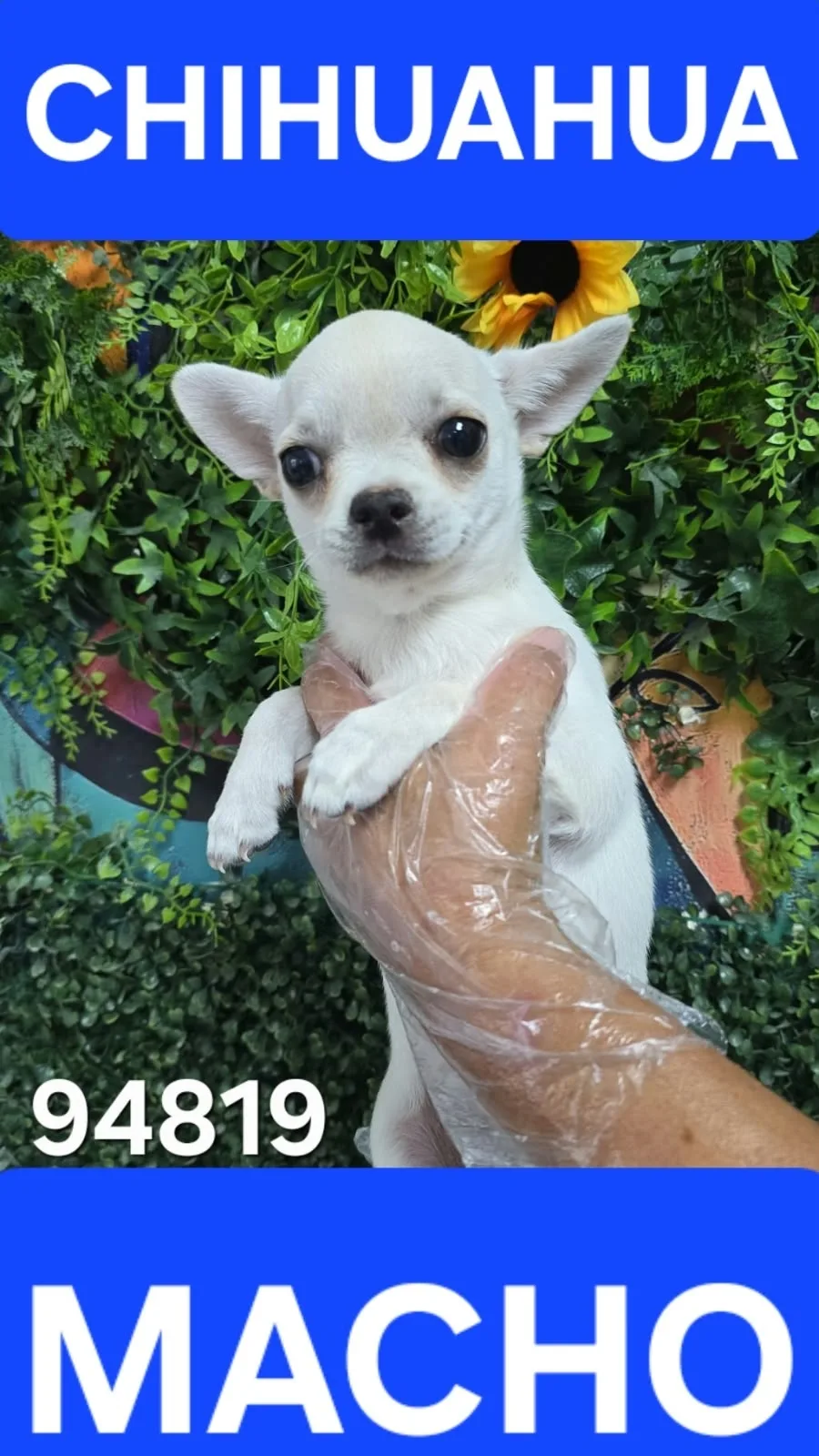 Cachorro Chihuahua en venta – LibraCachorros, criadero nacional