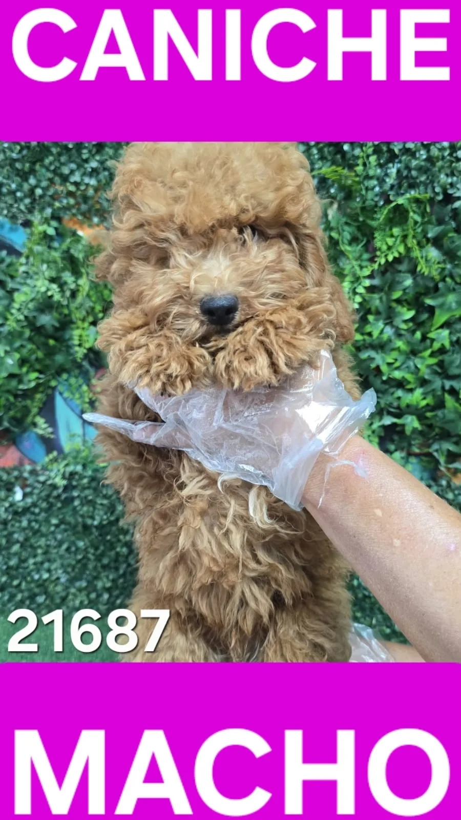 Cachorro CANICHE en venta – LibraCachorros, criadero nacional