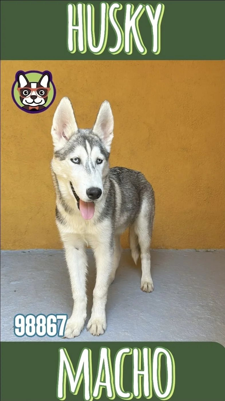 Cachorro Husky en venta – LibraCachorros, criadero nacional