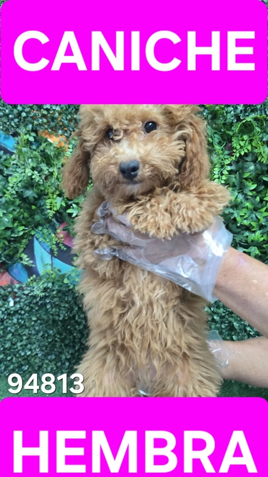 Cachorro Caniche en venta – LibraCachorros, criadero nacional