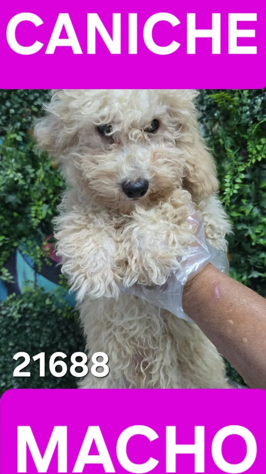 Cachorro Caniche en venta – LibraCachorros, criadero nacional