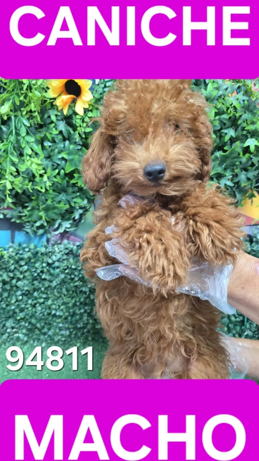 Cachorro Caniche en venta – LibraCachorros, criadero nacional