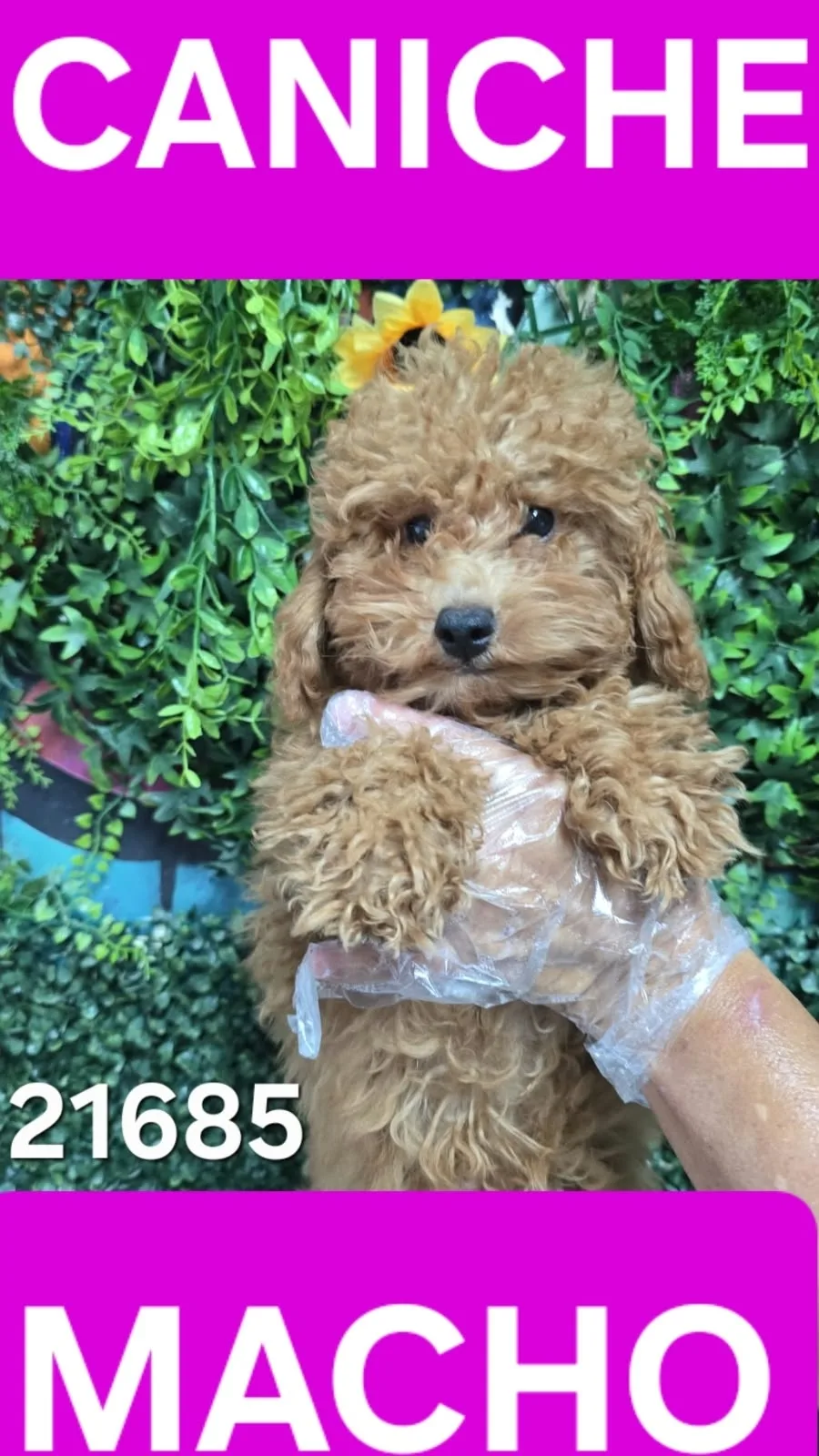 Cachorro Caniche en venta – LibraCachorros, criadero nacional