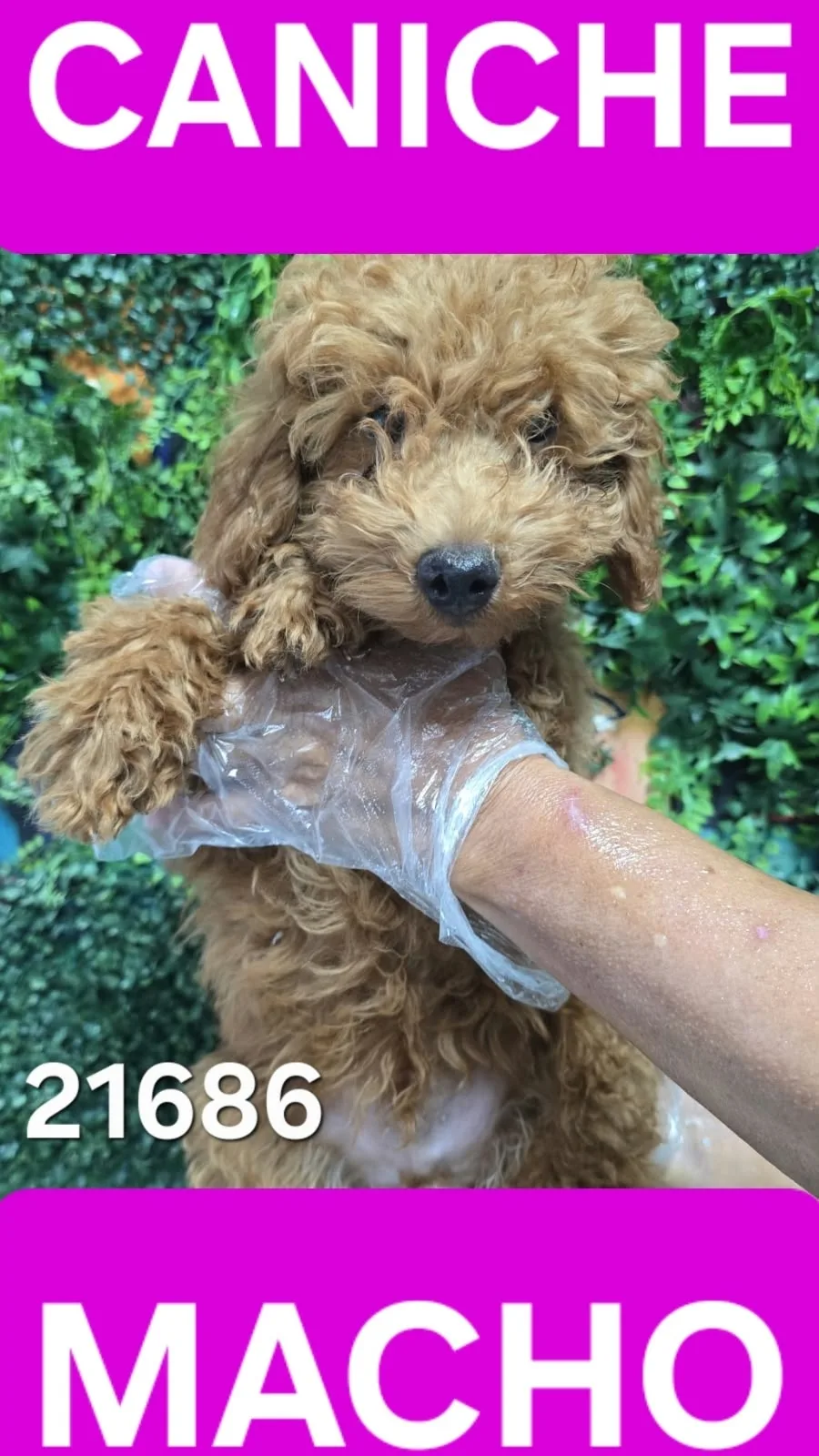 Cachorro Caniche en venta – LibraCachorros, criadero nacional
