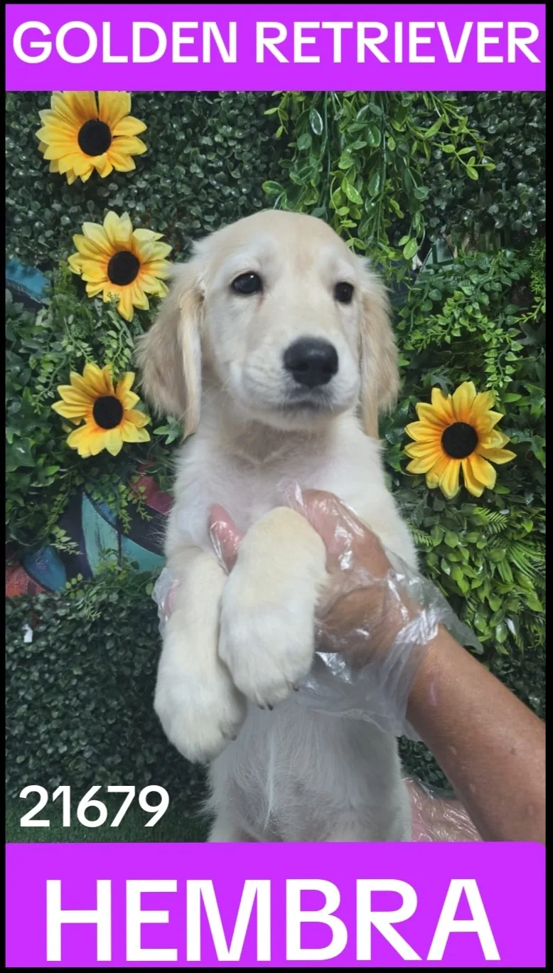 Cachorro GOLDEN RETRIEVER en venta – LibraCachorros, criadero nacional
