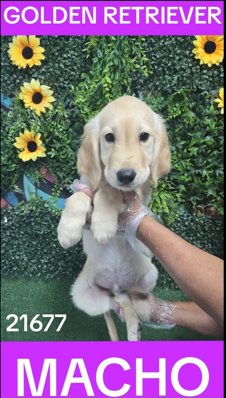 Cachorro GOLDEN RETRIEVER en venta – LibraCachorros, criadero nacional