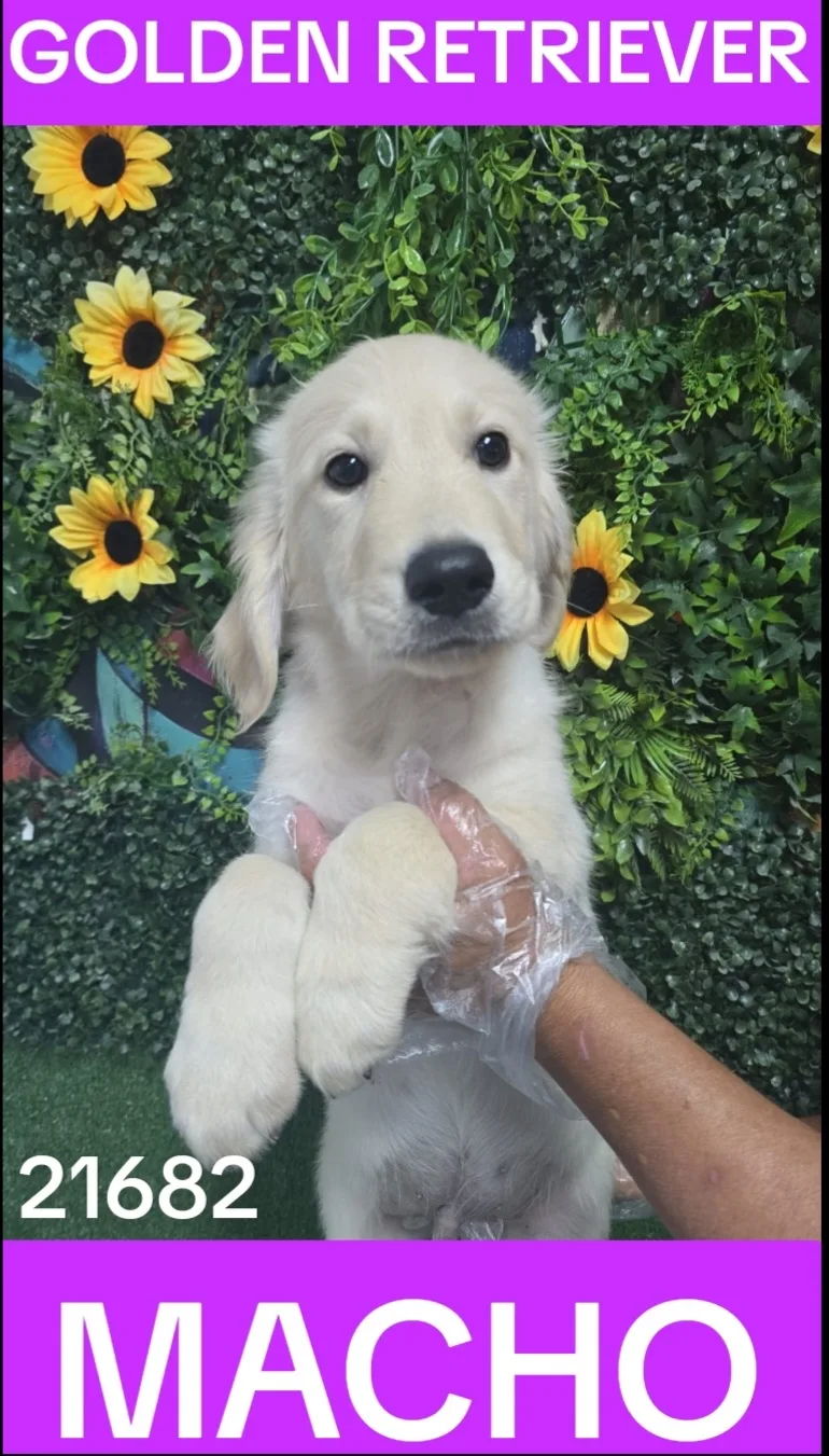 Cachorro GOLDEN RETRIEVER en venta – LibraCachorros, criadero nacional