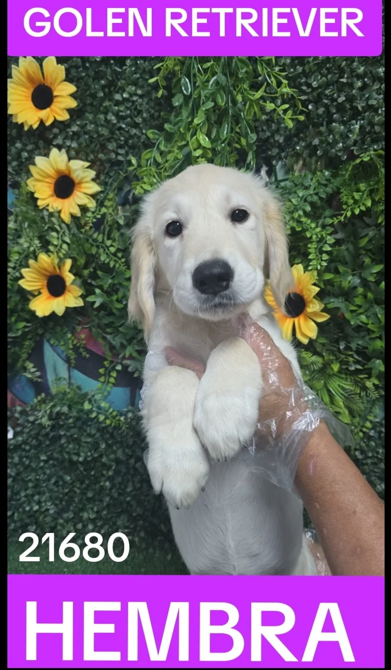 Cachorro GOLDEN RETRIEVER en venta – LibraCachorros, criadero nacional