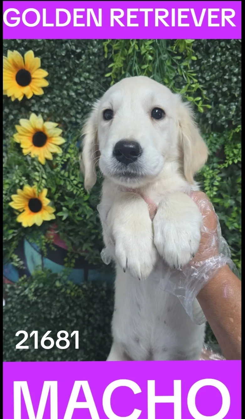 Cachorro GOLDEN RETRIEVER en venta – LibraCachorros, criadero nacional