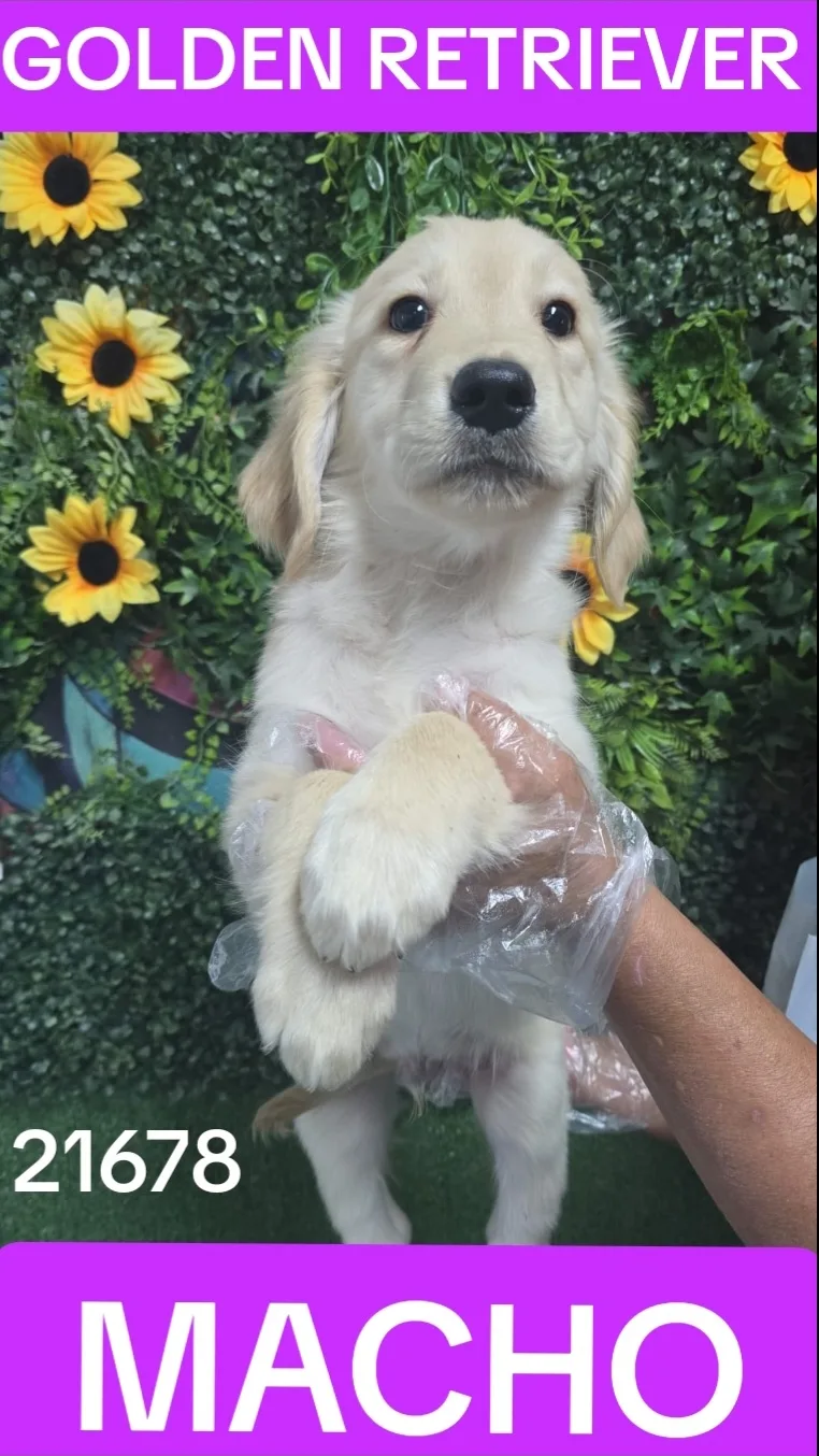 Cachorro GOLDEN RETRIEVER en venta – LibraCachorros, criadero nacional