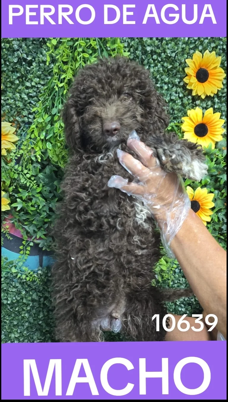 Cachorro PERRO DE AGUA en venta – LibraCachorros, criadero nacional