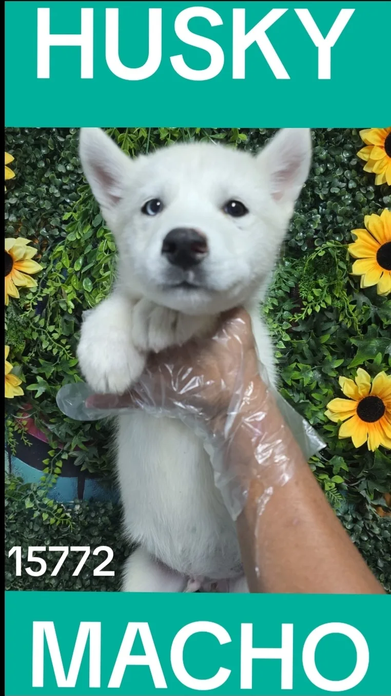 Cachorro HUSKY en venta – LibraCachorros, criadero nacional