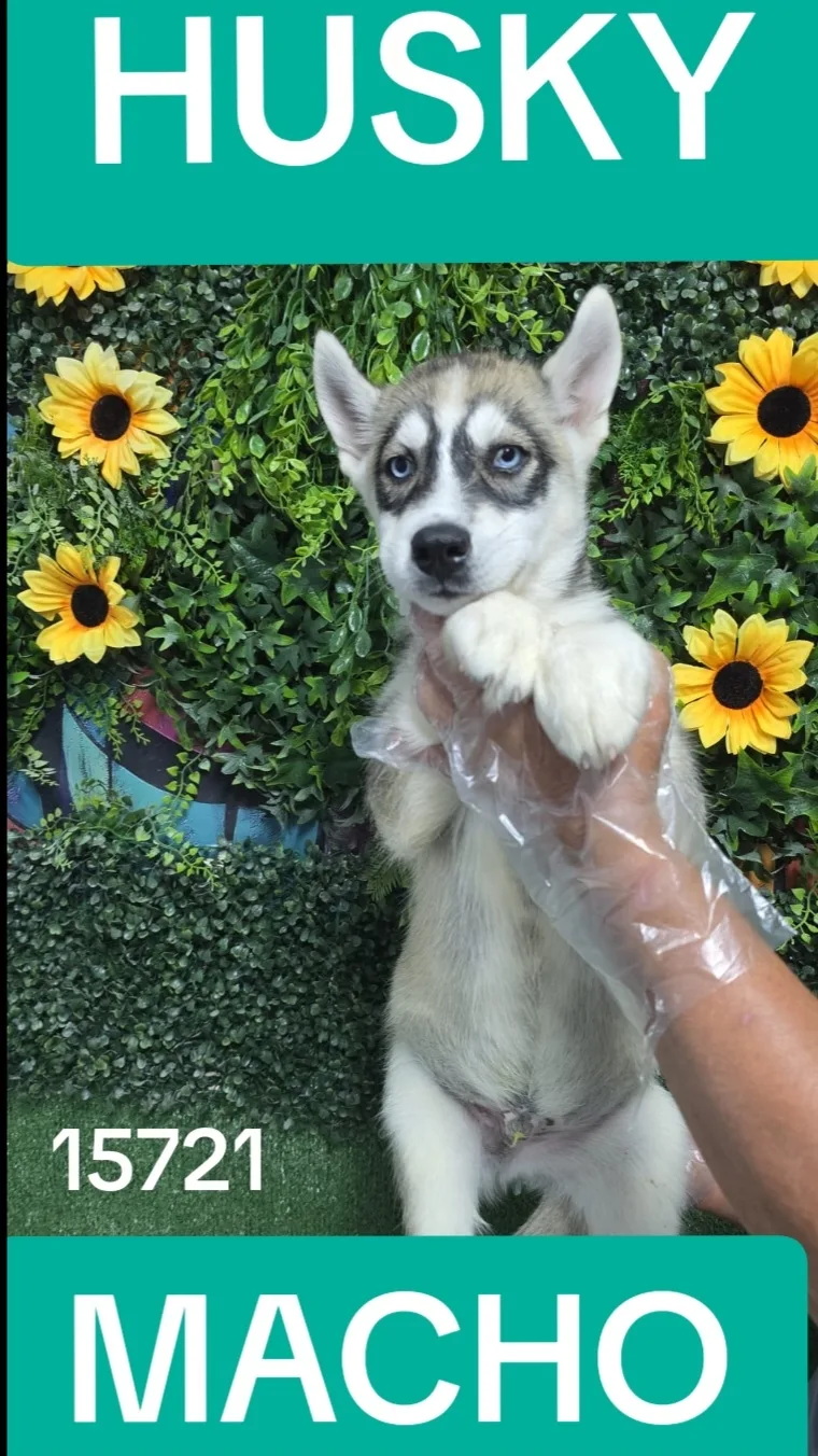 Cachorro HUSKY en venta – LibraCachorros, criadero nacional