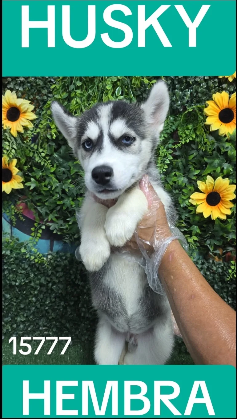 Cachorro HUSKY en venta – LibraCachorros, criadero nacional