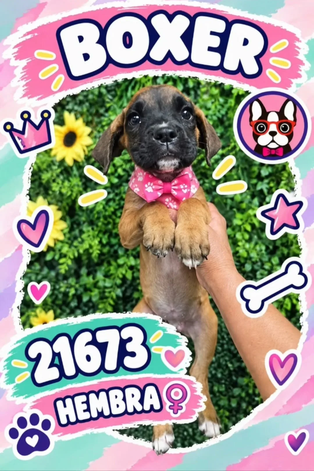 Cachorro BOXER en venta – LibraCachorros, criadero nacional