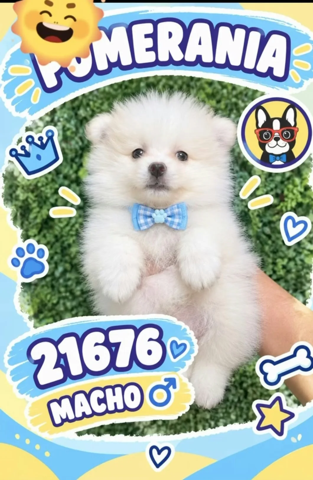 Cachorro POMERANIA en venta – LibraCachorros, criadero nacional