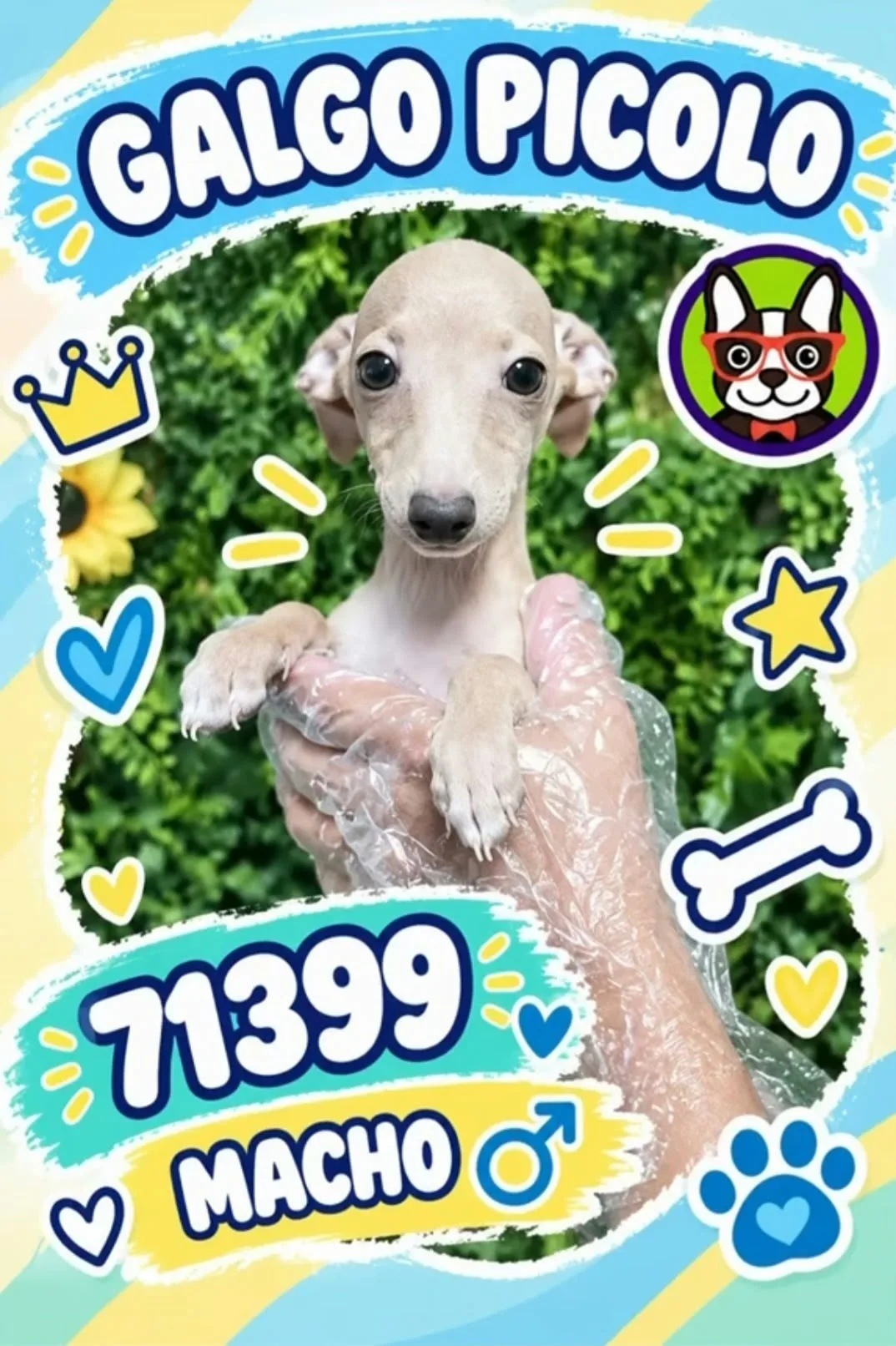 Cachorro PICCOLO ITALIANO en venta – LibraCachorros, criadero nacional