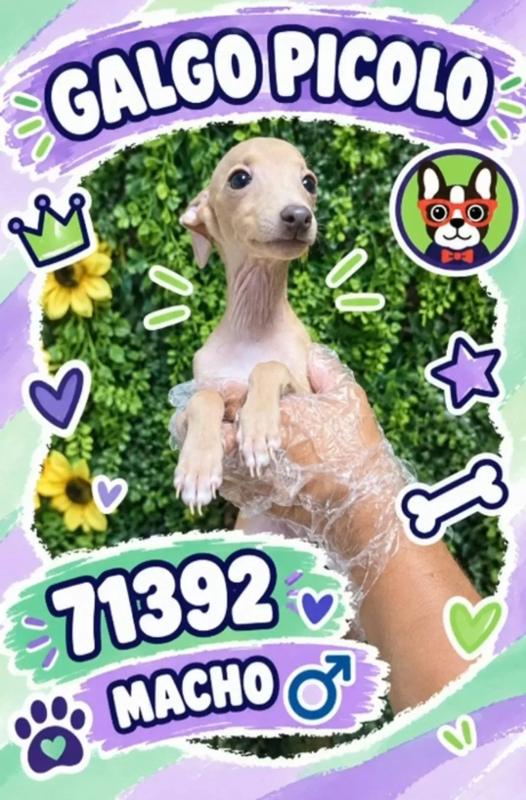 Cachorro PICCOLO ITALIANO en venta – LibraCachorros, criadero nacional