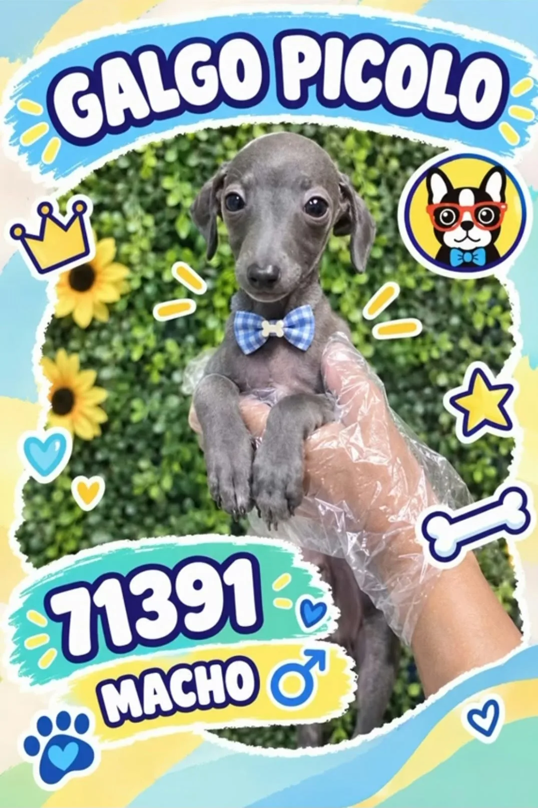 Cachorro PICCOLO ITALIANO en venta – LibraCachorros, criadero nacional
