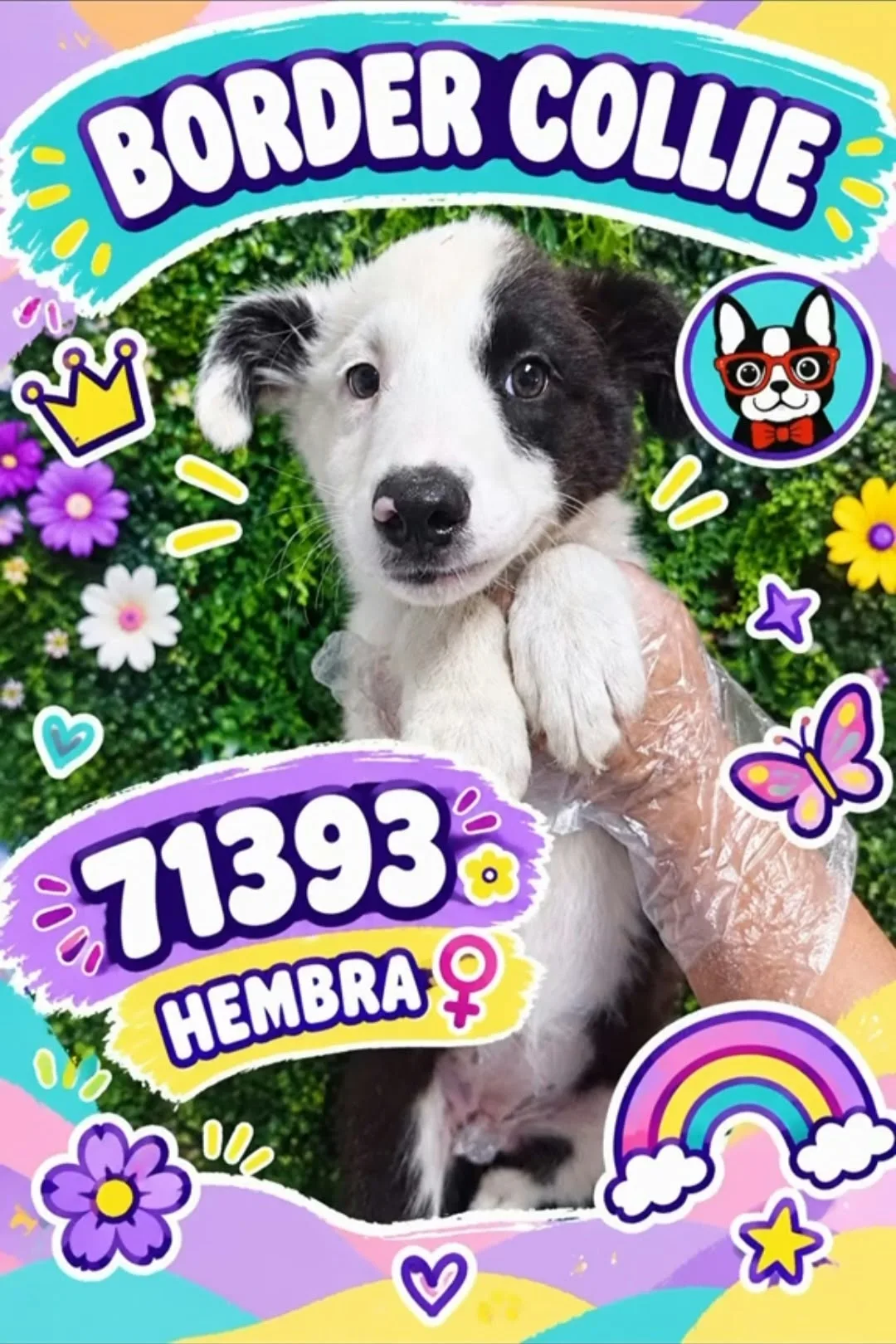 Cachorro Border Collie en venta – LibraCachorros, criadero nacional