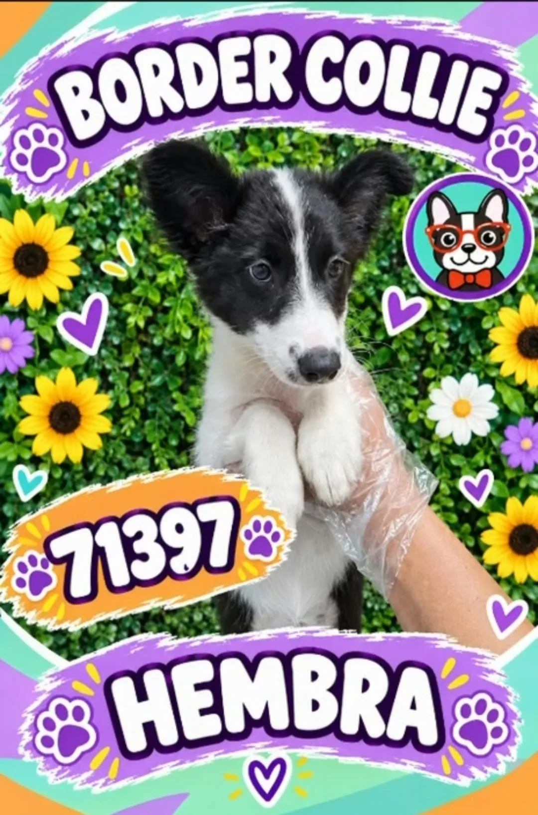 Cachorro Border Collie en venta – LibraCachorros, criadero nacional