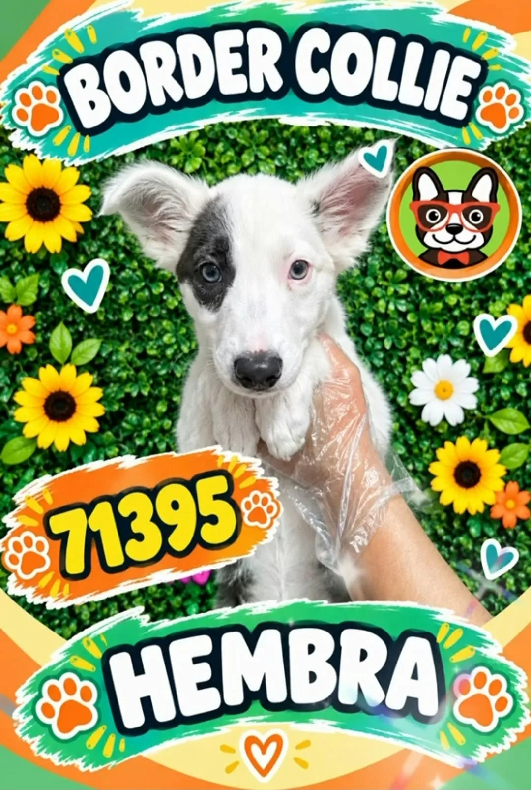 Cachorro Border Collie en venta – LibraCachorros, criadero nacional