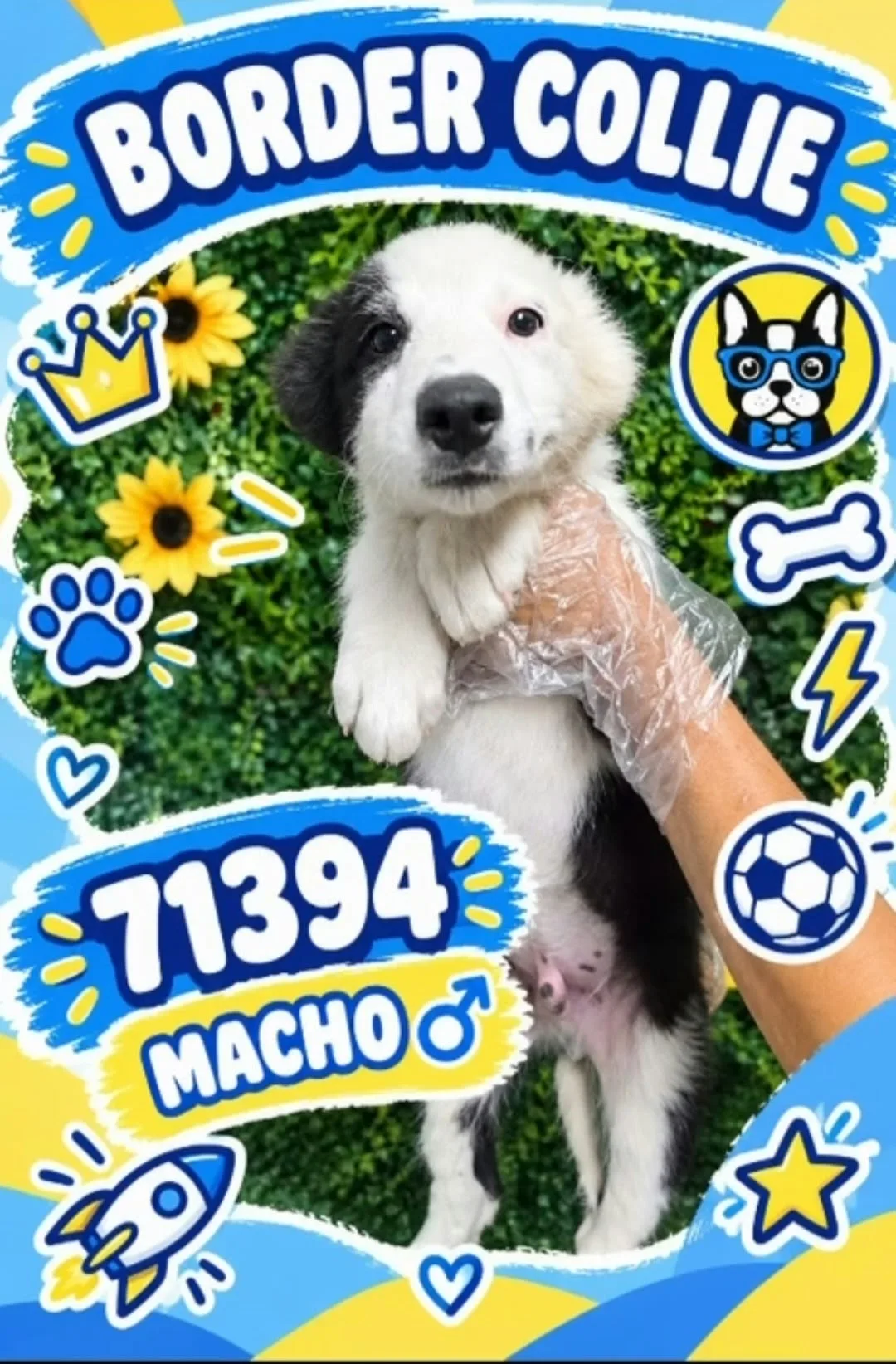 Cachorro Border Collie en venta – LibraCachorros, criadero nacional