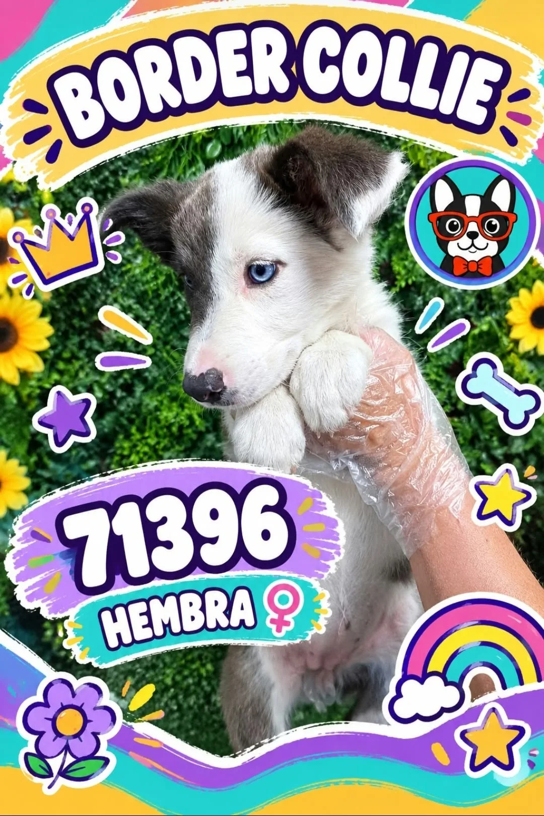 Cachorro Border Collie en venta – LibraCachorros, criadero nacional