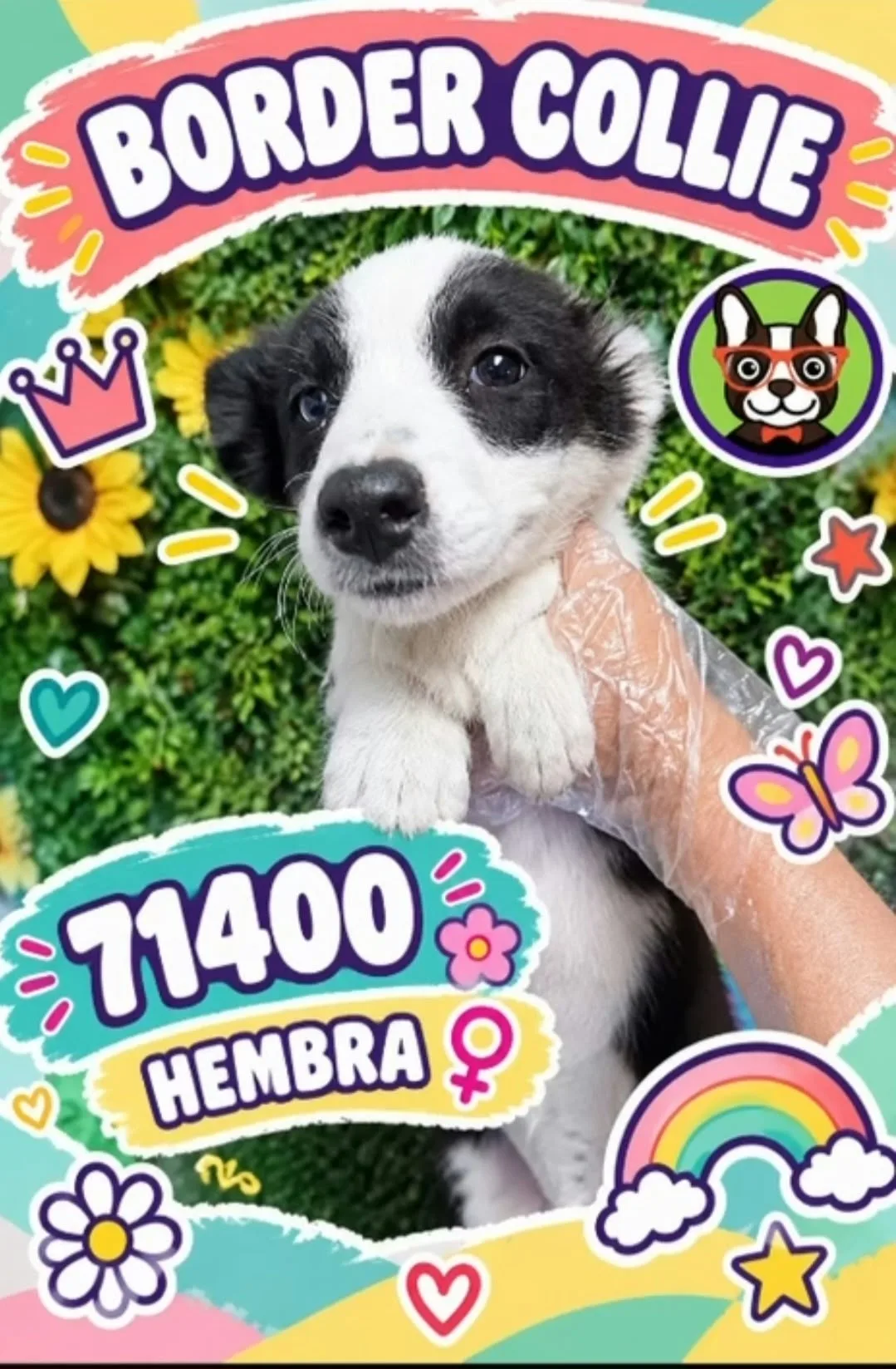 Cachorro Border Collie en venta – LibraCachorros, criadero nacional
