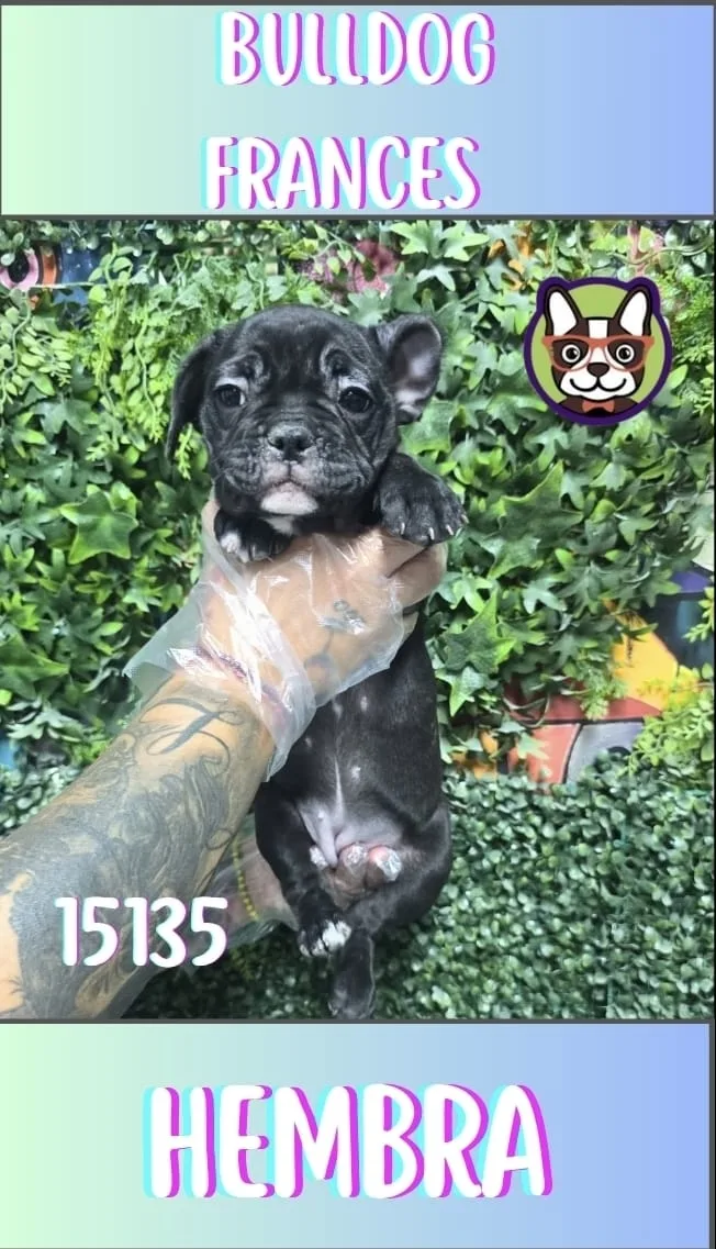 Cachorro BULLDOG en venta – LibraCachorros, criadero nacional