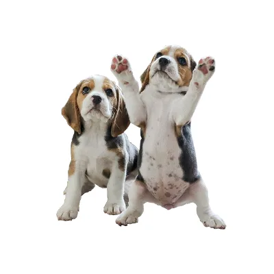 Cachorro de raza Beagle en venta – LibraCachorros, criadero nacional