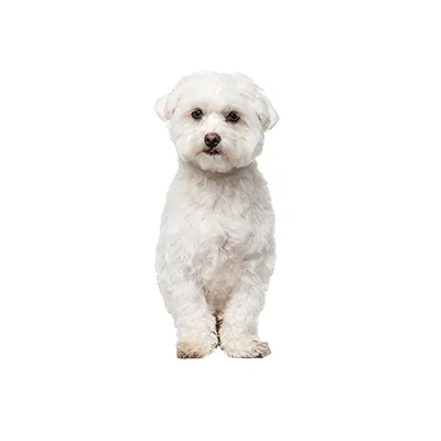 Cachorro de raza Bichón Maltés en venta – LibraCachorros, criadero nacional