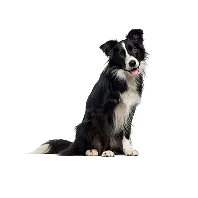 Cachorro de raza Border Collie en venta – LibraCachorros, criadero nacional
