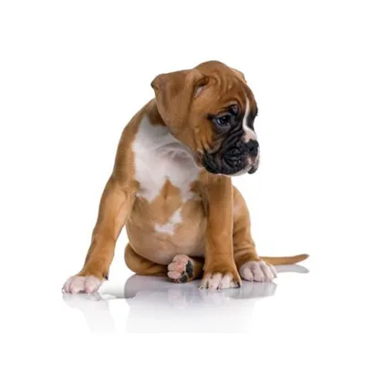 Cachorro de raza Boxer en venta – LibraCachorros, criadero nacional