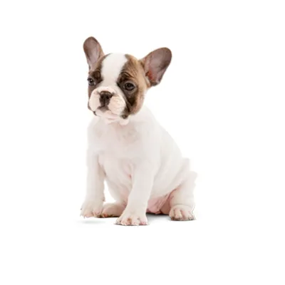 Cachorro de raza Bulldog Francés en venta – LibraCachorros, criadero nacional