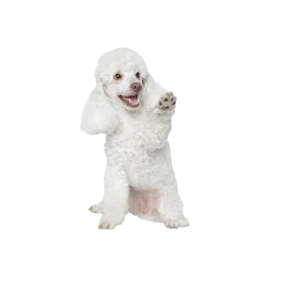 Cachorro de raza Caniche Mediano en venta – LibraCachorros, criadero nacional