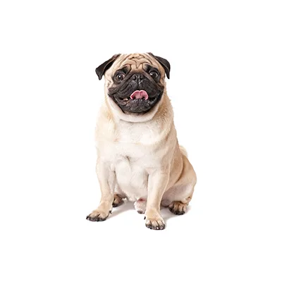 Cachorro de raza Carlino (Pug) en venta – LibraCachorros, criadero nacional