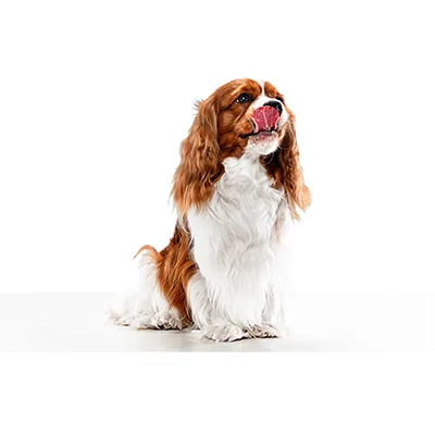 Cachorro de raza Cavalier King Charles Spaniel en venta – LibraCachorros, criadero nacional