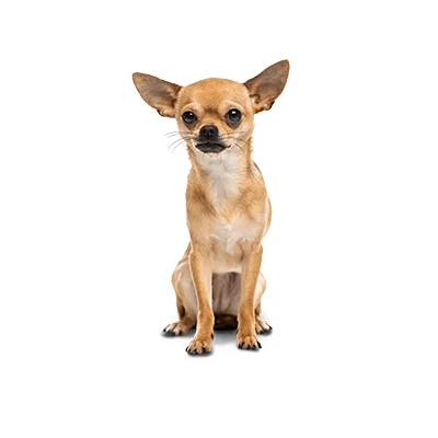 Cachorro de raza Chihuahua en venta – LibraCachorros, criadero nacional