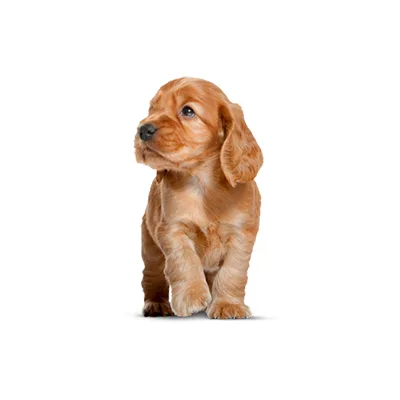 Cachorro de raza Cocker Spaniel en venta – LibraCachorros, criadero nacional