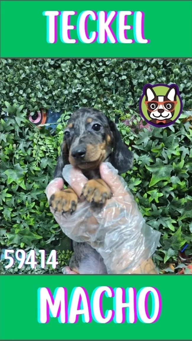 Cachorro teckel en venta – LibraCachorros, criadero nacional