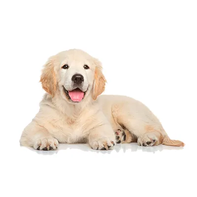 Cachorro de raza Golden Retriever en venta – LibraCachorros, criadero nacional