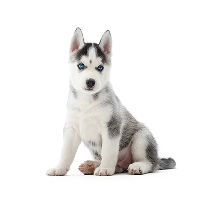 Cachorro de raza Husky Siberiano en venta – LibraCachorros, criadero nacional