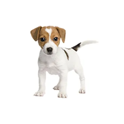 Cachorro de raza Jack Russell Terrier en venta – LibraCachorros, criadero nacional