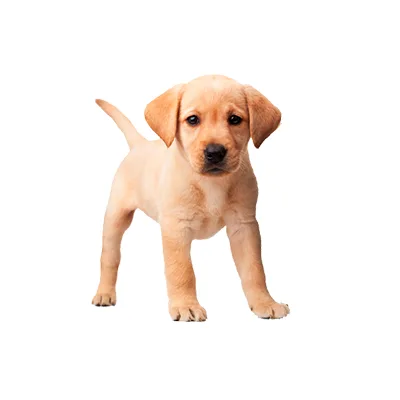 Cachorro de raza Labrador Retriever en venta – LibraCachorros, criadero nacional