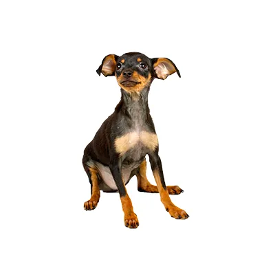 Cachorro de raza Mini Pinscher en venta – LibraCachorros, criadero nacional