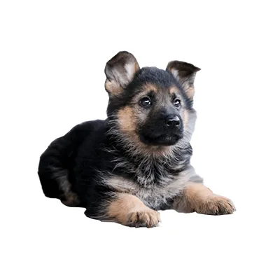 Cachorro de raza Pastor Alemán en venta – LibraCachorros, criadero nacional